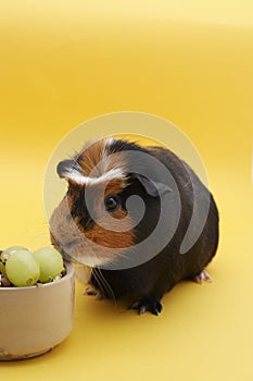 Guinea Pig with bowl