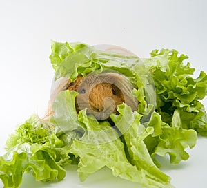 Guinea pig breed Sheltie and lettuce.