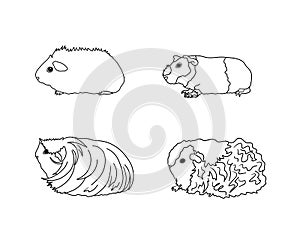 Guinea pig breeds in line style