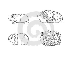 Guinea pig breeds in line style.