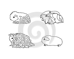 Guinea pig breeds in line style