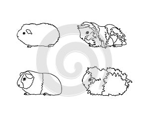 Guinea pig breeds in line style