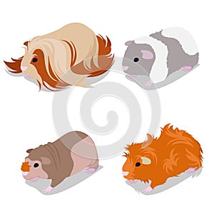 Guinea Pig Breeds Set with Peruvian, American Teddy, Skinny and Abyssinian. Pet Rodents