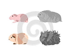 Guinea pig breedsr in color style.