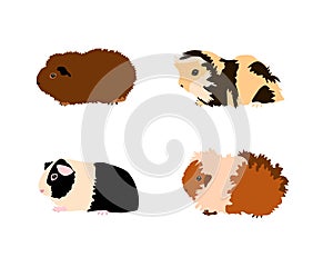 Guinea pig breedsr in color style.