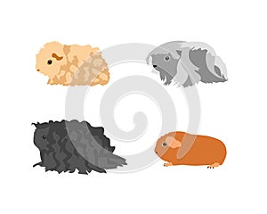 Guinea pig breedsr in color style.