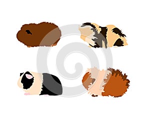 Guinea pig breedsr in silhouette style.