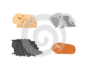 Guinea pig breedsr in silhouette style.