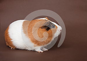 Guinea-pig on the brown background