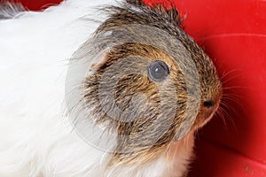 Guinea pig in a cage