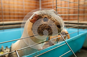 Guinea Pig Cage