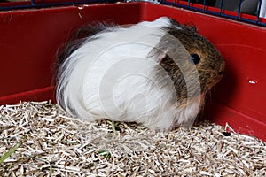 Guinea pig in a cage