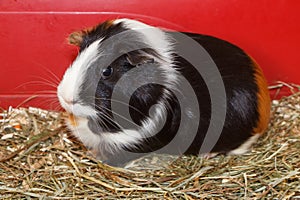 Guinea pig in a cage