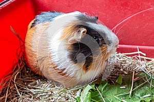 Guinea pig in a cage