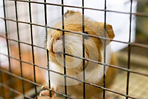 Guinea pig in a cage close up