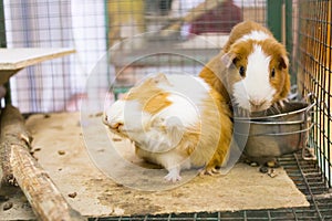 Guinea pig in a cage close up