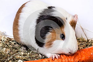 Guinea pig with a carrot.