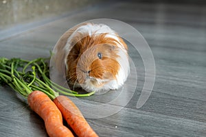 Guinea Pig with Carrots on Wooden Floor