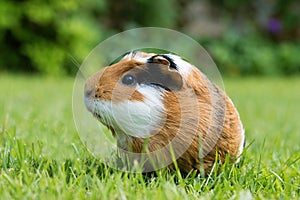 Guinea pig Cavia porcellus