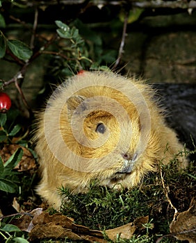 Guinea Pig, cavia porcellus