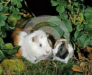 Guinea Pig, cavia porcellus