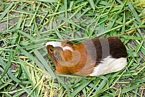 Guinea pig (Cavia porcellus).