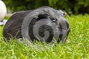 Guinea pig (Cavia porcellus)