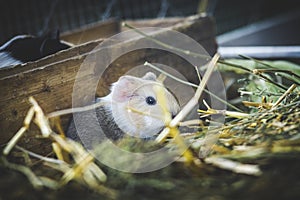 Guinea pig cavia porcellus