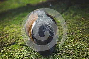 Guinea pig cavia porcellus