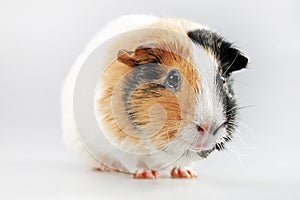 Guinea pig Cavia porcellus