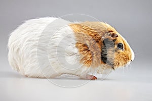 Guinea pig Cavia porcellus