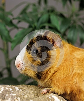 Guinea Pig, cavia porcellus, Adult