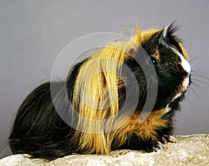 Guinea Pig, cavia porcellus, Adult