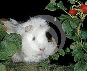 Guinea Pig, cavia porcellus, Adult