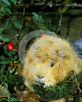 Guinea Pig, cavia porcellus, Adult