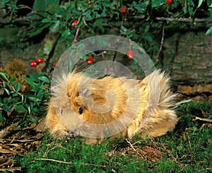 Guinea Pig, cavia porcellus, Adult