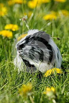 Guinea Pig, cavia porcellus, Adult with Dandelions