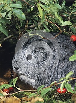 Guinea Pig, cavia porcellus, Adult standing near Wild Rose