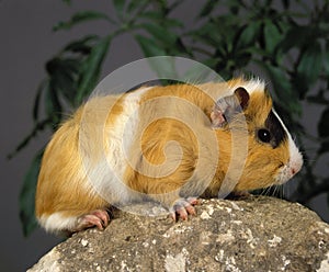 Guinea Pig, cavia porcellus, Adult standing on Rock