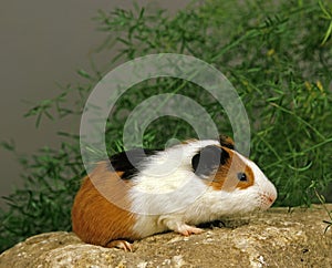 Guinea Pig, cavia porcellus, Adult standing on Stone