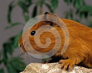 Guinea Pig, cavia porcellus, Adult standing on Stone