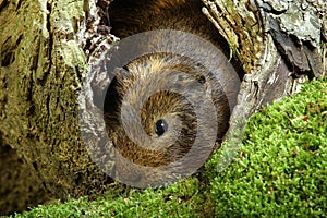 GUINEA PIG cavia porcellus, ADULT STANDING IN TREE STUMP