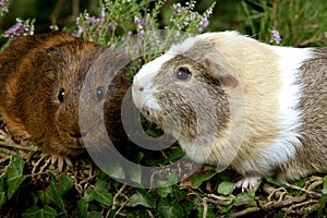 Guinea Pig, cavia porcellus, Adults standing in Heaters