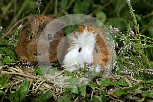 Guinea Pig, cavia porcellus, Adults standing in Heaters