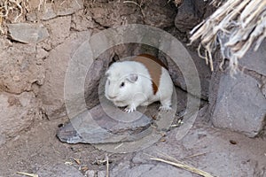 Guinea pig or Cavia porcellus is bred for food in Andes Mountains