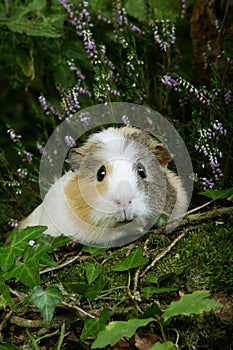 COBAYE DOMESTIQUE cavia porcellus photo