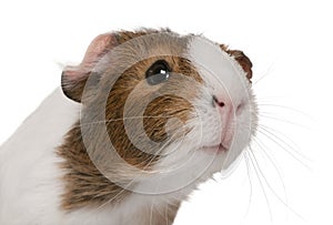 Guinea pig, Cavia porcellus, in front of white background