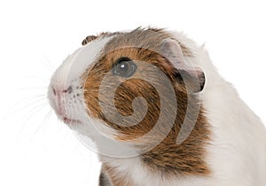 Guinea pig, Cavia porcellus, in front of white background photo