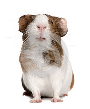 Guinea pig, Cavia porcellus, in front of white background photo