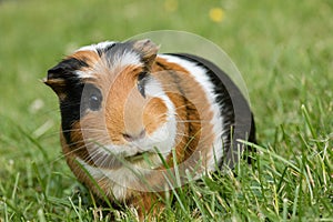 Guinea pig Cavia porcellus photo